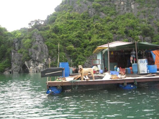 Is Ha Long Bay Worth Visiting in January