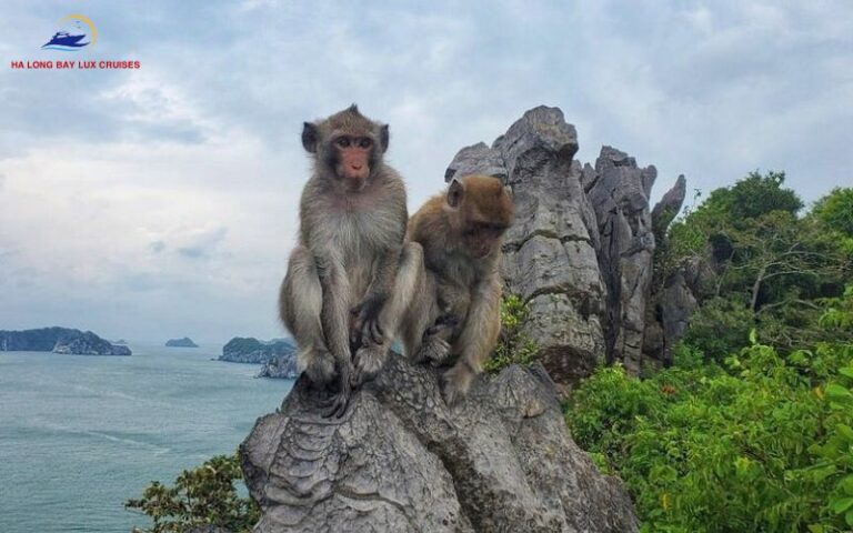 Monkey Island in Cat Ba