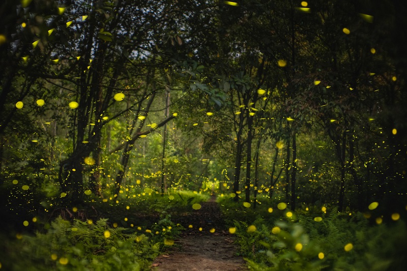 Cuc Phuong National Park
