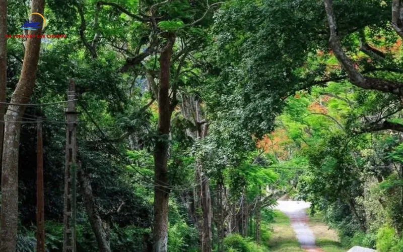 Cuc Phuong National Park Guide 2026: Butterfly Season, Trekking & Tours