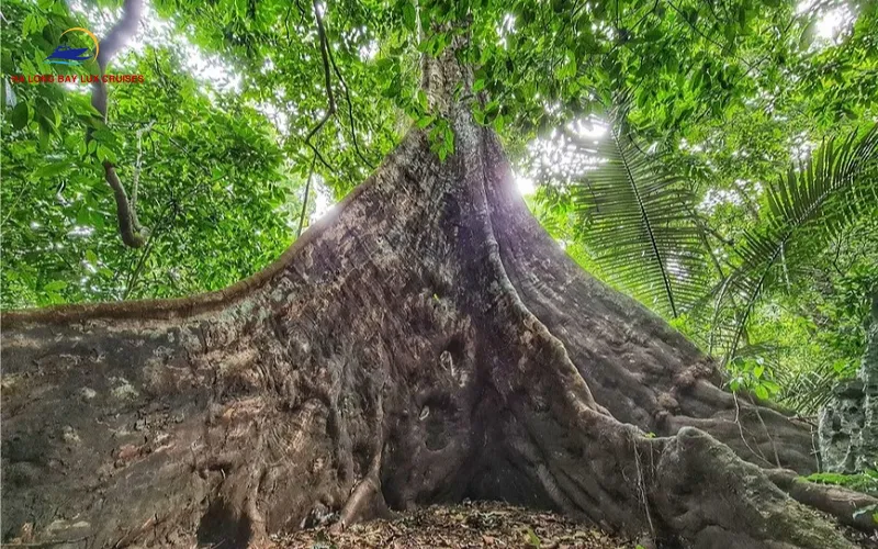 Best Time to Visit Cuc Phuong National Park