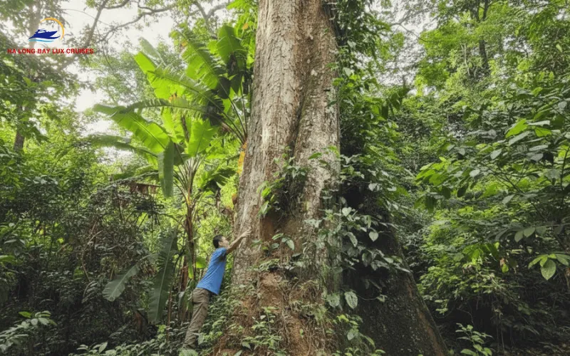 Cuc Phuong National Park Entrance Fee & Service Costs