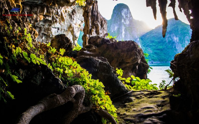 Introduction to Wildlife in Halong